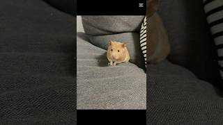 #トリセツ#ハムスター#ハムちゃん#ハム様#ハムスターのいる生活#ハムスター好き#ハムスターかわいい面白い#ハムスター好きと繋がりたい#ハムスター日記#ハムスター動画