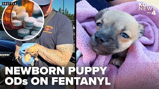 Puppy revived with Narcan after fentanyl overdose in car; Seattle woman faces animal cruelty charges