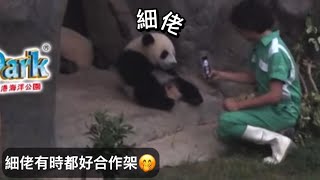 家姐細佬盈盈同場｜7月10日.是日黃兩雨+雷暴.細佬好合作.拍吓腳仔會坐起身｜Ocean Park｜香港大熊貓｜海洋公園｜遊遊蕩蕩放空記｜Matt爸都要交功課｜好彩細佬夠合作｜팬더｜パンダ｜