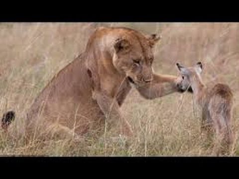 REAL LIFE HEROES Compilation - (When People Help Animals and Humans)