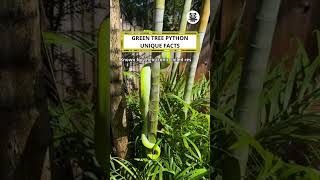 Green Tree Python Unique Facts #shorts #greentreepython #animalfacts