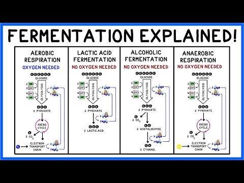 Fermentation: Lactic Acid, Alcohol & Glycolysis