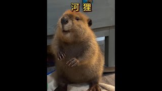 河狸寶寶築壩記：迷你水壩的驚人工程！#野生動物