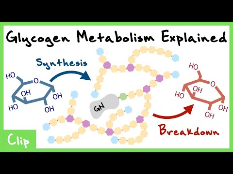 Glycogen Metabolism Explained (Regulation, Phosphorylase, Synthase) | Clip