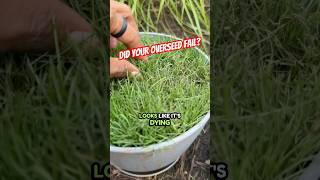 Help! My Overseeding FAILED! Or Did It?