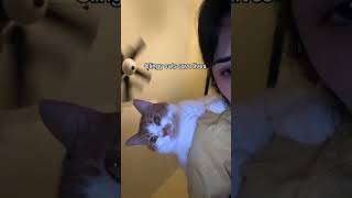 My bed rotting partner 🫶🏼 #catsoftiktok #catslovers #clingycat #pandemicbaby #bedrotting #catmom