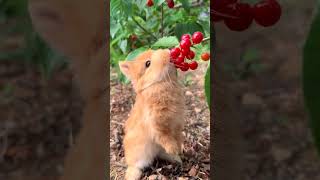 It's the season to eat cherries again. Cute pet debut plan. Rabbit Golden Sun original