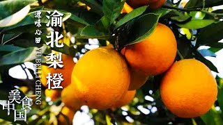 《美食中国》既像梨又像秤砣的渝北梨橙 你吃过吗？20221017 | 美食中国 Tasty China