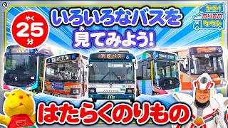 【のりもの図鑑】いろいろなバスを見てみよう！（はたらくのりもの｜BRTバス、路線バス、連節バス、スカイバス、江ノ電路線バス）
