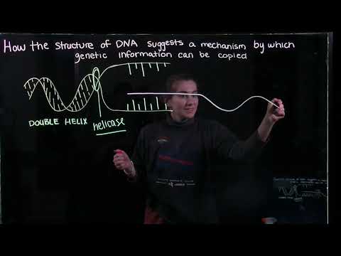 How the structure of DNA suggests a copying mechanism (BIOS 041)