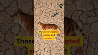 Theory of Evolution #Darwin #NaturalSelection #TheoryOfEvolution #GCSEBiology #ScienceRevision