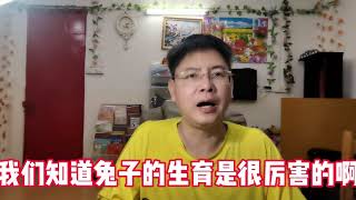 饲养兔子需要注意什么问题？如何才能让兔子健康成长？