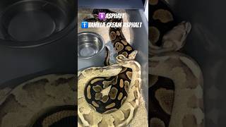 #snake #dc #morph #shots #animals #ok #animals #snake #snakes #pythonmorph #viralvideo #viralshorts