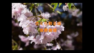 さくら散る頃／恭野唐端