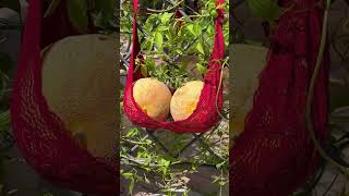 Gardening made easy: time-saving tips you’ll love 🧤✨