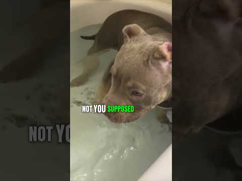 Baby Pitbull Funny in the bathtub #funny #viralvideo #Dog #pitbull #pitbulldog
