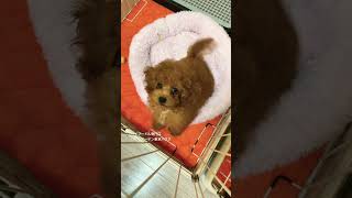 トイプードル専門店の子犬です。愛称ポポロンちゃん、生後3ヵ月です。お話上手な落ち着いた子です。#トイプードル #トイプードル子犬 #トイプードルレッド