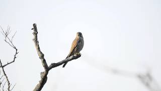 紅隼/Eurasian Kestrel(Falco tinnunculus)