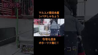 【流氷】毎度様です！シバタしゃちょうです！流氷砕氷船ガリンコ号！流氷が海一面に！