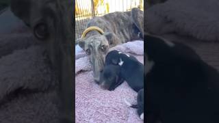 A mama dog fought to keep her newborn puppies alive in the cold and darkness