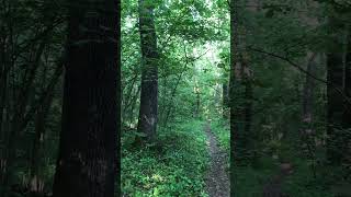 #shorts #forest #juneshorts2025 #june2025 #summer2025 #forestshorts #foreststory #自然 #forestsounds