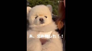 ママの忘れ物〜風太の日常 #ポメラニアン #いぬのいる生活 #ペット #ペットのいる暮らし #愛犬 #いぬのきもち #いぬすたぐらむ #いぬとの暮らし #犬好き#犬好きさんと繋がりたい #犬
