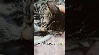 丸の中に入る猫😸