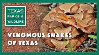 Venomous Snakes of Texas