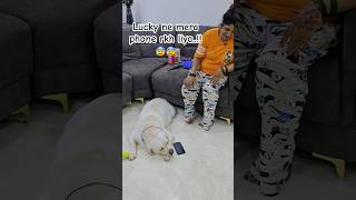Lucky ne mera phone rkh liya..!!😨😨 #viralvideo #viraldog #viralshort #comedy #labrador #funny