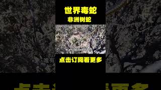 世界毒蛇，非洲树蛇！世界之最 #世界最top #出類拔萃 #世界之最 #腦洞大開 #top10 #top5