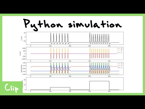 Python Simulation Of The Hodgkin-Huxley Model | Clip