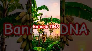 Banana DNA #shorts #ytshorts
