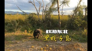 6分钟带您看遍中国东极黑瞎子岛，不仅风光美，而且真的有黑熊