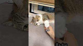변덕쟁이 고양이 #cat