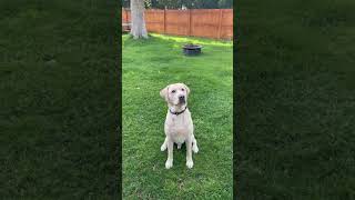 Beat it! #yellowlab #dog
