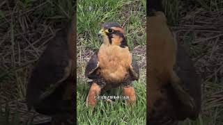 國外老哥用獵鷹捕獵兔子 #看動物世界品百味人生 #野生動物零距離