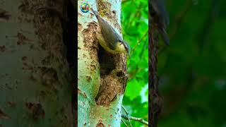 Birds Nest and owner bird 🕊️#nature #birds #amazing #wildlife #nest #birdsnest #shortsvideo #shorts