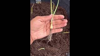 Grow Grow GROW! #containerhome #family  #offgrid #diybuilds #gardening #tinyhome #growyourownfood