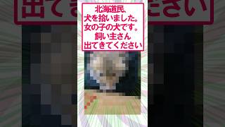 【2ch面白いスレ】この犬の飼い主さん出てきて！#2ch #2ch面白いスレ