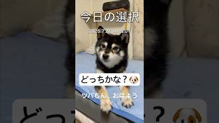 【どっちかな？🐶】散歩それとも🚗？👴379 #shorts #柴犬 #黒柴 #癒し #リラックス #しばいぬ #おとうさん #おかあさん