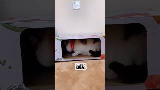 妈妈喂猫的迷惑行为 #创作灵感 #萌宠 #猫