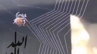 Beautiful Spider Web Build Time-lapse