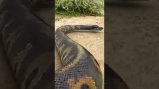 Dambuhalang sawa #sawa #viral #shorts #viralshorts  #youtubeshorts #hayop #malaki #snake #animals
