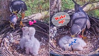 #19🦅🐥7°🐥7°／Falcon Nest 2025🇬🇧 Forestry England South Forest District／Powerd by WildlifeWindows