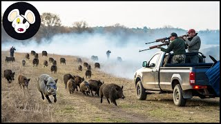 Large Scale Wild Boar Eradication - How Hundreds Of Destructive Wild Boars Were Driven Off Farms?