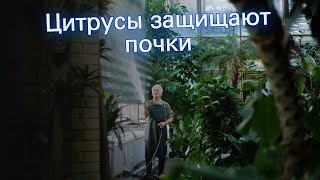 Цитрусы защищают почки