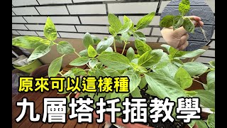 九層塔這樣種吃不完！ 完整扦插繁殖教學 Basil