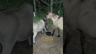 Late Night Snack 🍿 #farmfriends #farmanimals #farm #animals #pony #horse #donkey #cute #pets