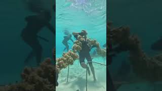 Restoring Reef Ecosystem In 5 Steps
