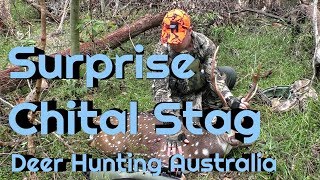Fallow Deer Hunting - Surprise Chital Deer Shot - NSW Australia
